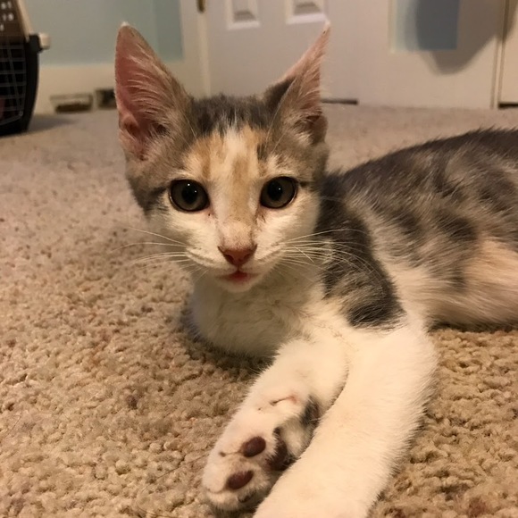 Meet your Posher, Helena - Picture 1 of 1